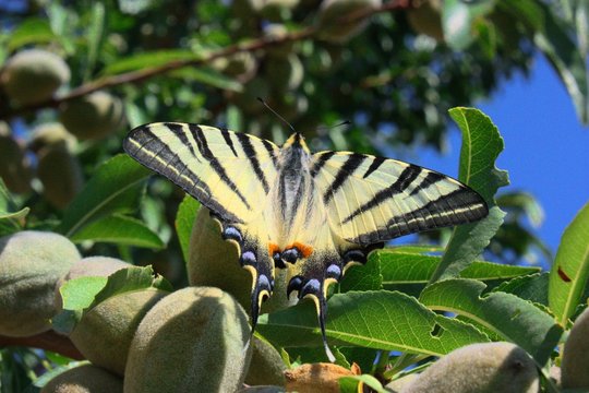 Wundersch&ouml;ner Schmetterling auf einem Pfirsichbaum