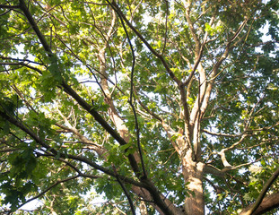 glowing white light sun set on tree detail trunk bark and leaves