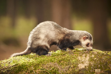 Sable ferret posing on moss deep in summer forest