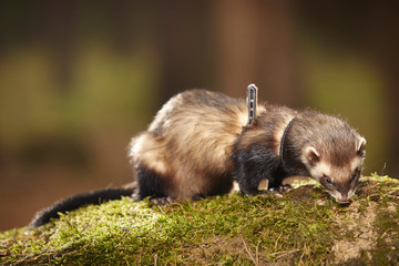 Sable ferret posing on moss deep in summer forest