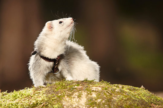 Silver ferret posing on moss deep in summer forest