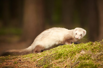 Champagne ferret posing on moss deep in summer forest