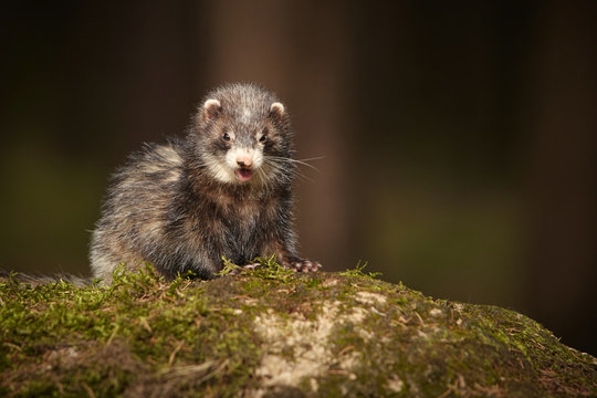 Dark ferret posing on moss deep in summer forest