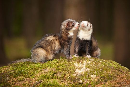 Ferret couple posing on moss deep in summer forest