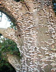 lots of little fungus growing on the bark close up texture of a tree