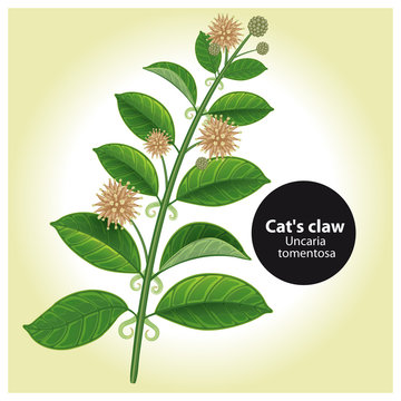 Catcalls (Uncaria tomentosa) or vilcacora. Medicinal plant. Botanical vector illustration.