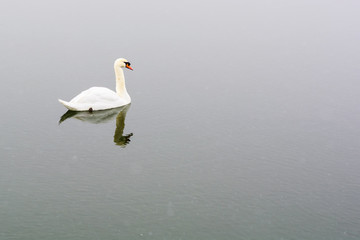 White swan swim on the lake in the city park. Proud and beautiful bird. Dark water in early spring.Toned