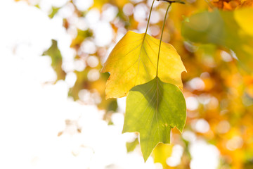 Autumn leaves in soft light