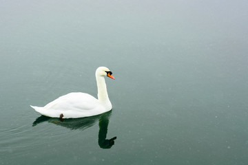 White swan swim on the lake in the city park. Proud and beautiful bird. Dark water in early spring.Toned