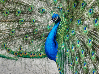Obraz premium Pfau mit Rad, Detail