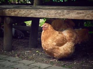 Dicke braune Henne sitzt unter einer Holzbank