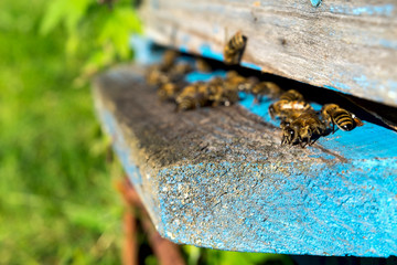 Life of bees. Worker bees. The bees bring honey.