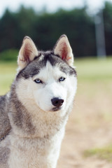 majestic portrait of grey black purebread husky dog