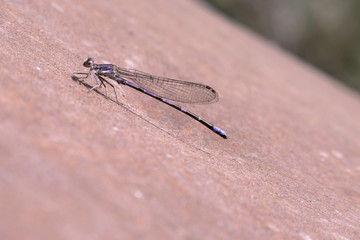 Macro: Blue Damselfly