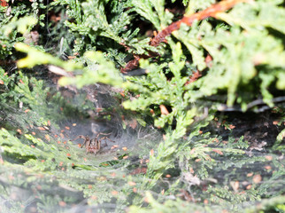 spider (Labyrinth Spiders - Agelena labyrinthica) inside deep web big waiting crouched predator for flies