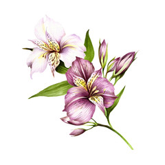 Obraz premium Composition with alstroemeria. Hand draw watercolor illustration.