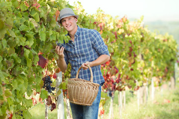 Portrait of cheerful young man holding basket and harvesting grapes in vineyard