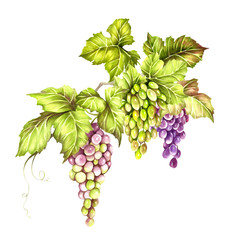 Bunch of grapes. Hand draw watercolor illustration.