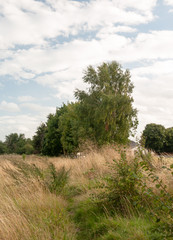 Obraz premium summer tree in field as sunsets beautiful lush environment outside uk