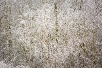 Winter trees with white rime