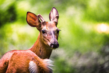 Deer in forest blurred background