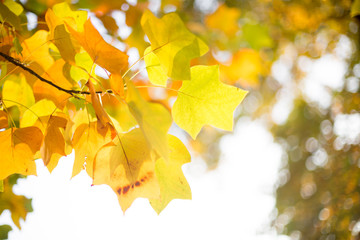 Gelbe Blätter im Herbst