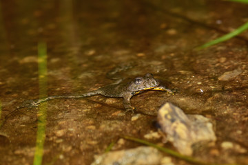 Fototapeta premium Gelbbauchunke, Bergunke (bombina variegata) schwimmt in Tümpel mit braunem Wasser am Berg