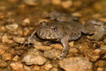 Gelbbauchunke, Bergunke (bombina variegata) in Tümpel mit braunem Wasser am Berg