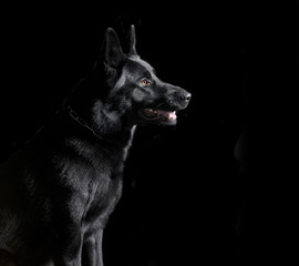 schwarzer Schäferhund sitzend