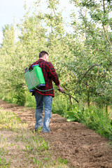 young farmer is spraying herbicide in an apple orchard that has many weed