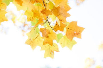 Tulip tree leaves. Autumn scenery