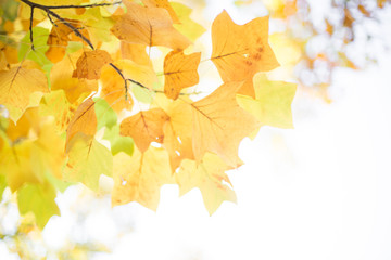 Autumn landscape with bright colourful leaves