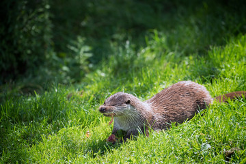 Eurasian Otter (Lutra lutra)