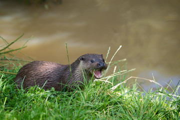 Eurasian Otter (Lutra lutra)