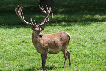Red Deer (Cervus elaphus)
