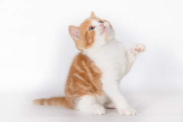 Ginger kitten jumping