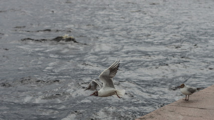 The seagull is flying over Lake Onega