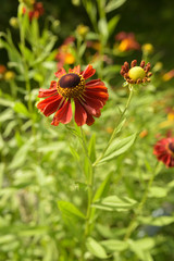 Helenium flower in summer garden.