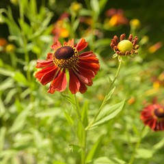 Helenium flower in summer garden.