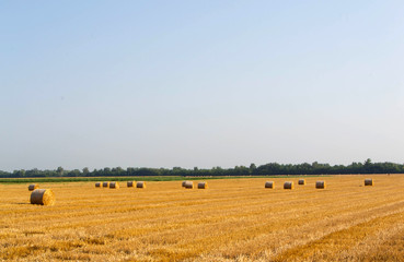 Hay bales in field