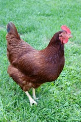 Chicken V