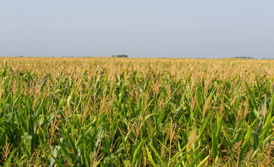 Corn, field of corn
