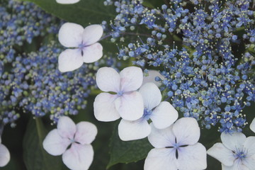 アジサイ、紫陽花の花