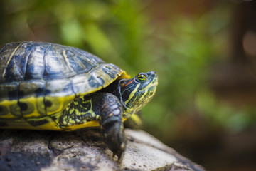 turtle 
