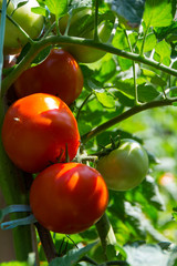 Tomato in the garden