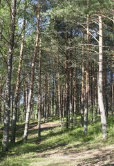 Summer wood, Belarus