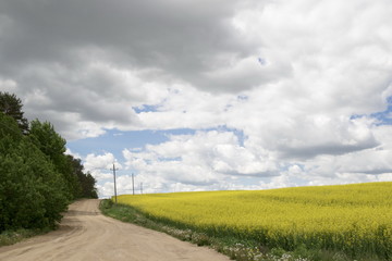 Fototapeta na wymiar Rural landscape, the blossoming field of colza