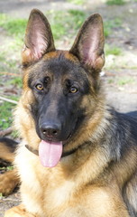 Portrait of a German shepherd