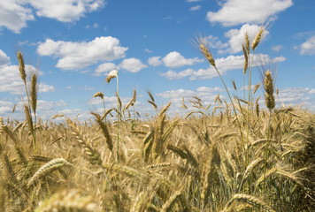 Golden wheat field against a blue sky and clouds