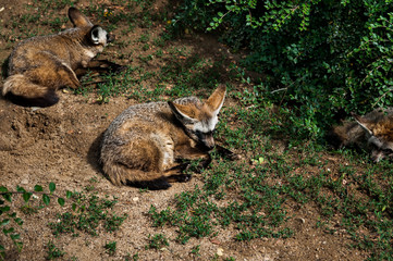 Fox . Red Fox Sleeping on the Grass in Evening Sunlight on A Summer Day.